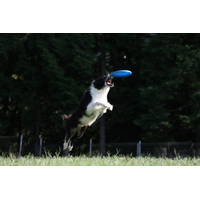 Canon EOS R8 - Body Only - Repack Stock