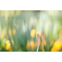 Tamron 90mm f/2.8 Di III Macro VXD Lens for Nikon Z