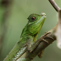 Canon EOS R5 II with RF 24-105mm f/4 L IS Lens - Repack Stock