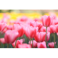 Canon EOS R100 + RF-S 18-45mm f/4.5-6.3 IS STM Lens - Repack Stock