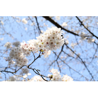 Canon RF 28mm f/2.8 STM Lens