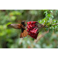 Sony FE 400-800 f/6.3-8 G OSS Lens
