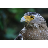 Canon EOS R50 Mirrorless Camera with RF-S 18-45mm and RF-S 55-210mm Lenses - Repack Stock