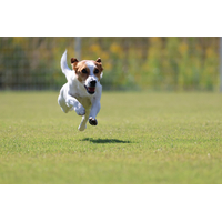 Canon EOS R50 + RF-S 18-45mm f/4.5-6.3 IS STM Lens - Repack Stock