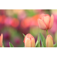 Canon EOS R100 Starter Photographer Kit