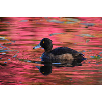 Sony FE 400-800 f/6.3-8 G OSS Lens