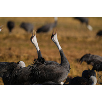 Sony FE 400-800 f/6.3-8 G OSS Lens