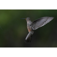 Sony FE 400-800 f/6.3-8 G OSS Lens
