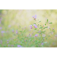 Sony A6700 - Body Only