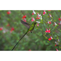 Sony FE 400-800 f/6.3-8 G OSS Lens