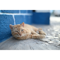 Nikon Z 50mm f/1.4 Lens