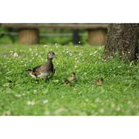 Canon RF 100-400mm f/5.6-8 IS USM Lens - Repack Stock