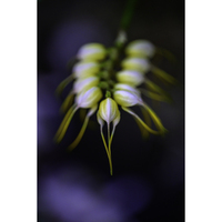 Nikon Z MC 105mm f/2.8 VR S Micro Lens