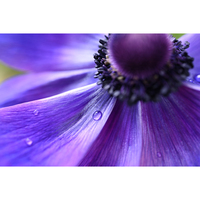 Nikon Z MC 50mm f/2.8 Micro Lens