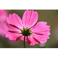 Canon RF-S 55-210mm f/5-7.1 IS STM Lens