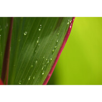 Nikon Z DX 18-140mm f/3.5-6.3 VR Lens