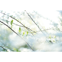 Sony FE 85mm f/1.4 GM II Lens
