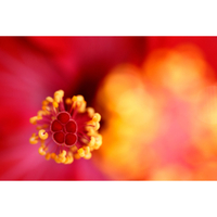 Tamron 90mm f/2.8 Di III Macro VXD Lens for Nikon Z