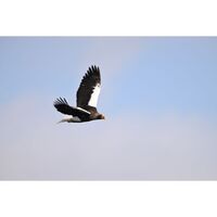 Nikon Z 180-600mm f/5.6-6.3 VR Lens