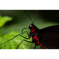 Panasonic Lumix S 100mm F2.8 Macro Lens