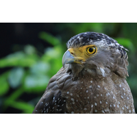 Canon RF-S 55-210mm f/5-7.1 IS STM Lens
