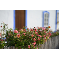 Nikon Z 50mm f/1.4 Lens