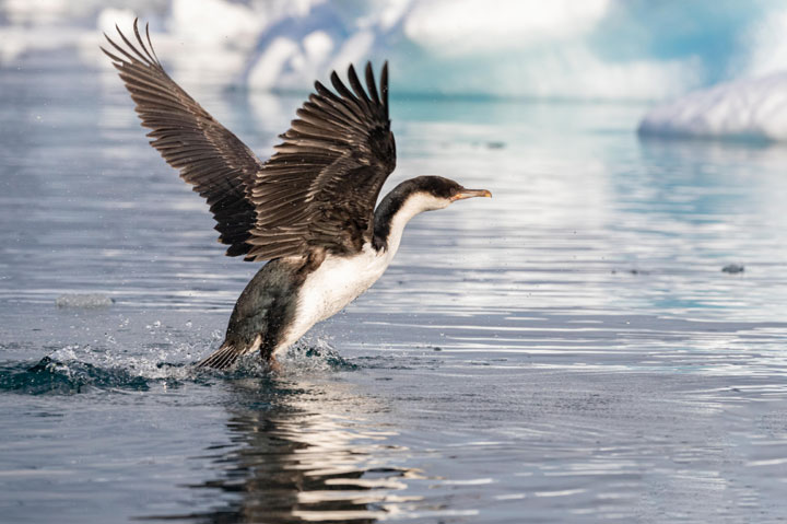 Antartica - Through the lens - image 18