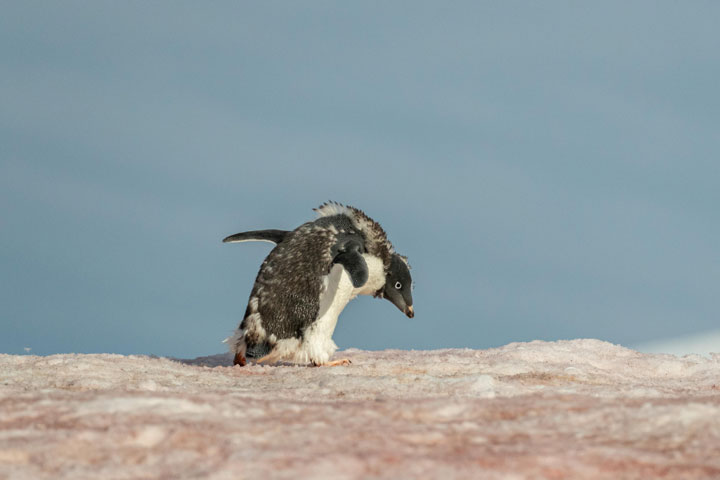 Antartica - Through the lens - image 19