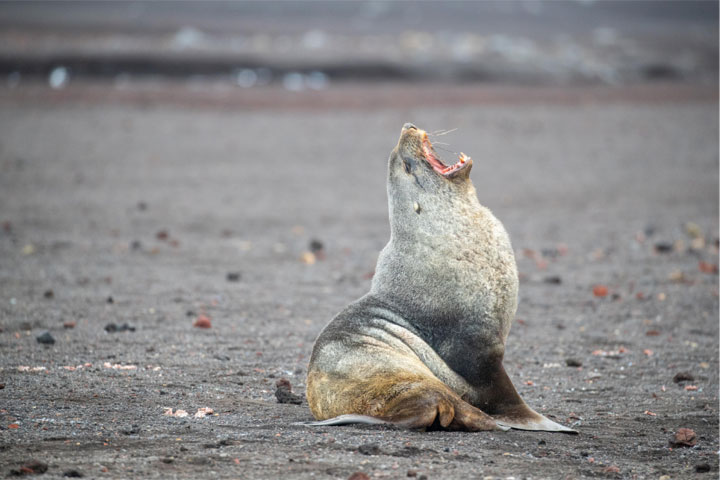 Antartica - Through the lens - image 20