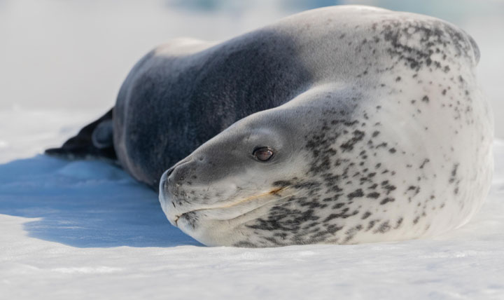 Antartica - Through the lens - image 4