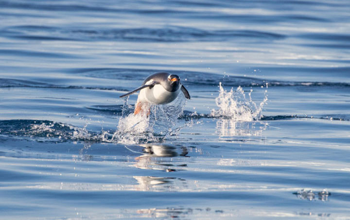 Antartica - Through the lens - image 7