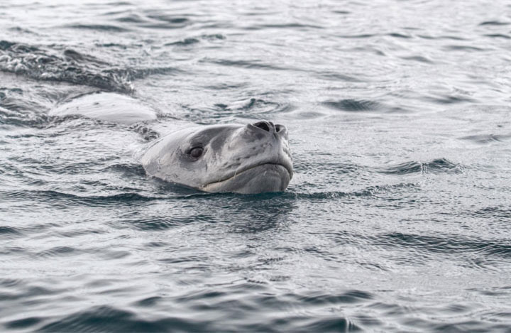 Antartica - Through the lens - image 8