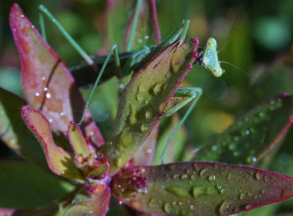 My Journey into the World of Macro Photography - Image 3