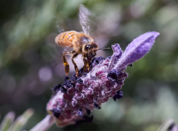 My Journey into the World of Macro Photography - Image 9