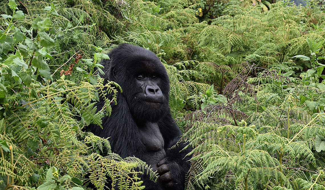 The Gorillas of Rwanda National Park - Through the Lens - Image 1
