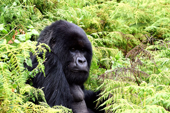 The Gorillas of Rwanda National Park - Through the Lens - Image 12