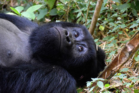 The Gorillas of Rwanda National Park - Through the Lens - Image 13