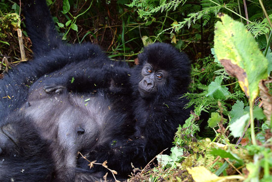 The Gorillas of Rwanda National Park - Through the Lens - Image 14