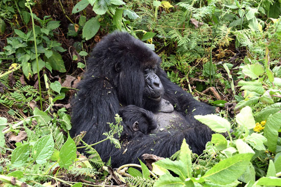 The Gorillas of Rwanda National Park - Through the Lens - Image 15