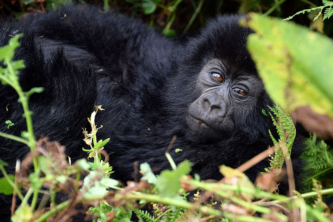 The Gorillas of Rwanda National Park - Through the Lens - Image 16