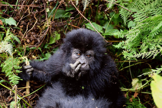 The Gorillas of Rwanda National Park - Through the Lens - Image 3