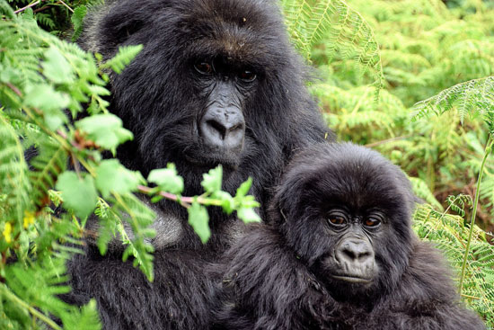 The Gorillas of Rwanda National Park - Through the Lens - Image 4