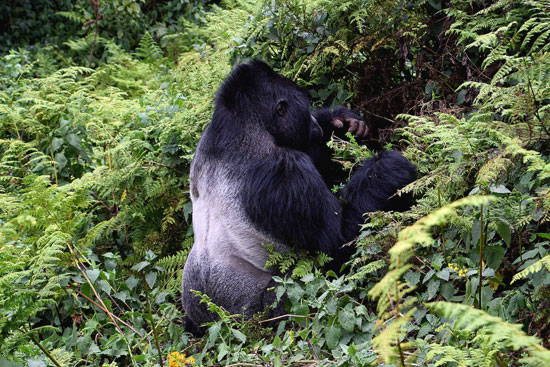 The Gorillas of Rwanda National Park - Through the Lens - Image 5
