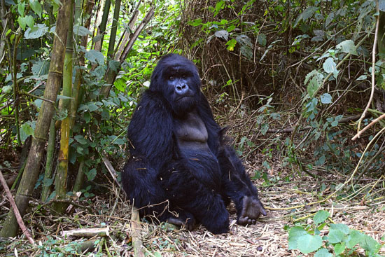 The Gorillas of Rwanda National Park - Through the Lens - Image 6