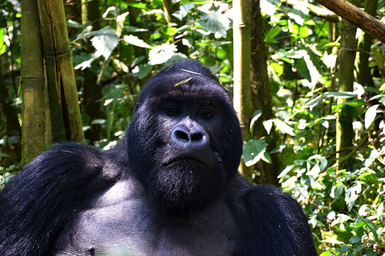 The Gorillas of Rwanda National Park - Through the Lens - Image 7