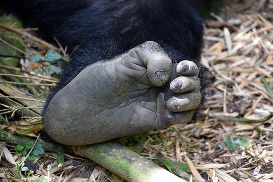 The Gorillas of Rwanda National Park - Through the Lens - Image 8