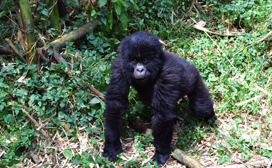 The Gorillas of Rwanda National Park - Through the Lens - Image 9