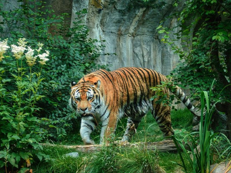 Wildlife and nature photography