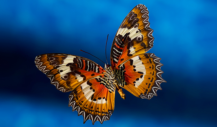 Essential Tools for Macro Photographers image
