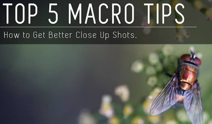 Top 5 Macro Tips - How to Get Better Close Up Shots image
